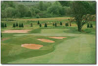 Diamond Woods #4