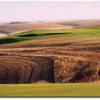 Go for it or play safe on #2? This risk-reward hole includes the intrusion of a wheat field between the tees and the green, seen in the distance, and a lineup of bunkers just to the right of the intruding grain. To be safe, play the 325-yard, par 4 hole l