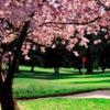 A spring view of a green at Tualatin Country Club