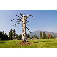 This artistic slag is a good place to land to set up your approach shot to the 10th green on the Big Meadow Golf Course at Black Butte Ranch.