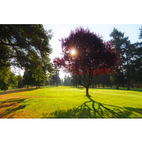 The red-leafed trees at the par-4 17th hole create an unforgettable image at Rose City Golf Course in Portland, Oregon.