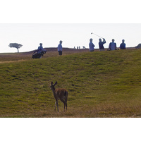 A deer gets a look at golfers teeing off on holes 14 and 17 on the Bandon Dunes Course.